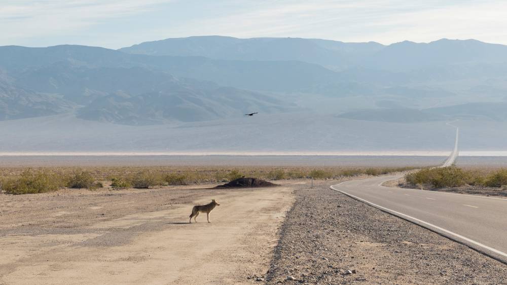 lone coyote by empty highway